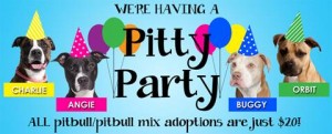 pit mix adoptions special