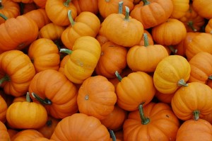 pumpkins-379869_640