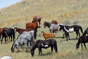 feral-horses-861684_640